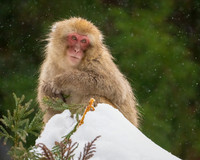 Monkey in Tree