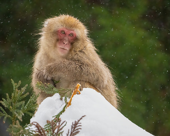 Monkey in Tree