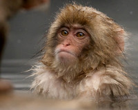 Young Monkey 2