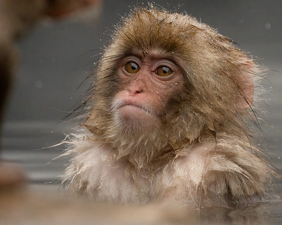 Young Monkey 2