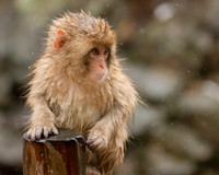 Young Monkey 3