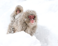 Snow Monkey and baby