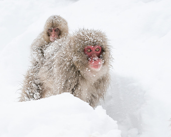 Snow Monkey and baby