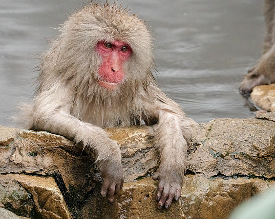 Snow Monkey Onsen