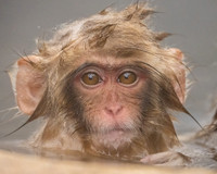 Young Monkey_