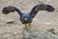 Striated Caracara Flies