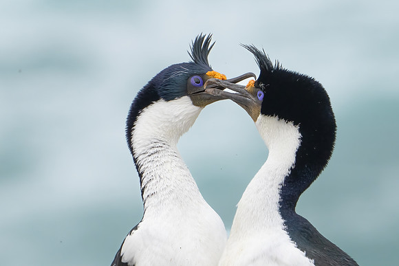 Imperial Courtship