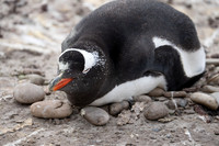 Gentoo at Rest