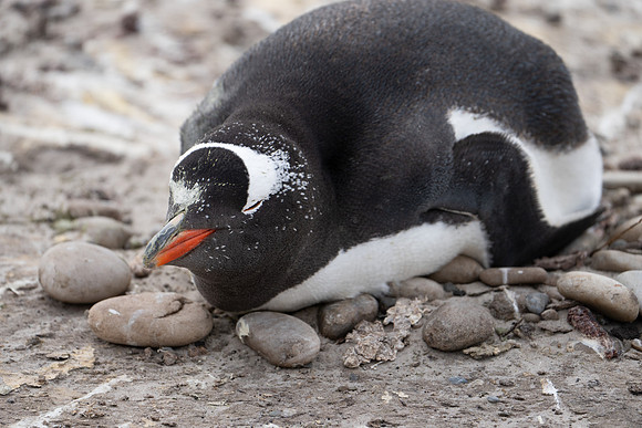 Gentoo at Rest