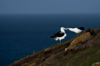 Albatross Courtship III
