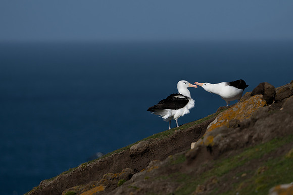 Albatross Courtship III