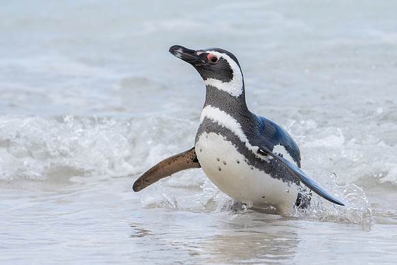 Magellanic Penguin