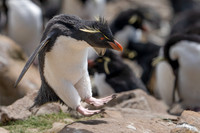 Rockhopper Hop