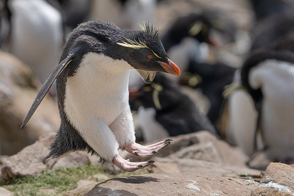 Rockhopper Hop