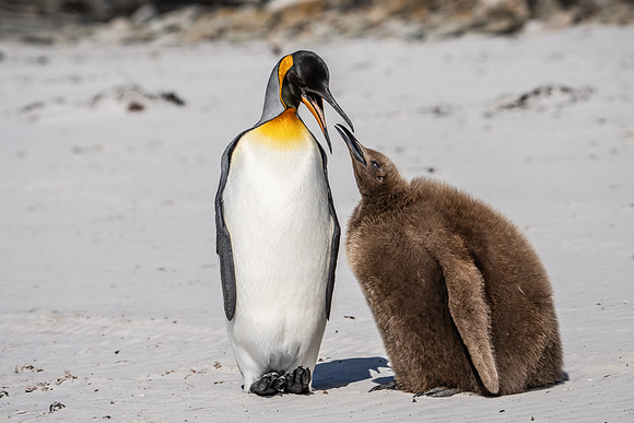 King and Chick