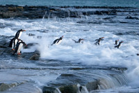 Gentoos Enter a Roiling Sea