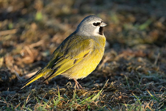 A Black-throated Finch
