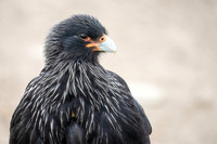 Striated Caracara Portrait