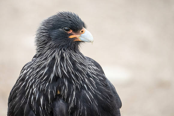 Striated Caracara Portrait