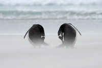 Gentoo Pair in Sandstorm