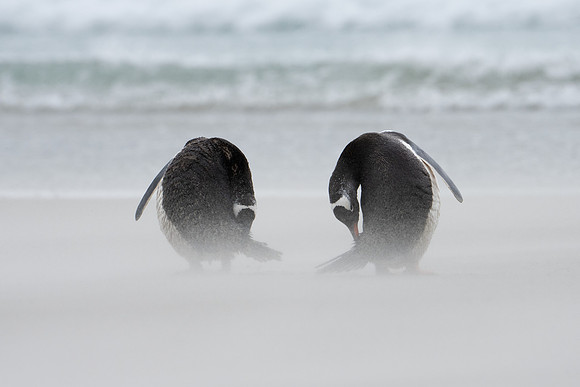 Gentoo Pair in Sandstorm
