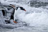 Gentoo Leap