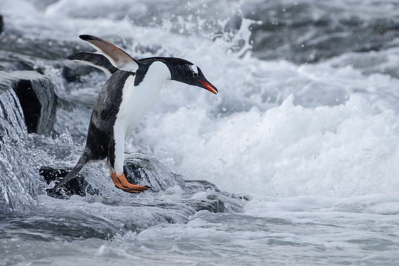 Gentoo Leap
