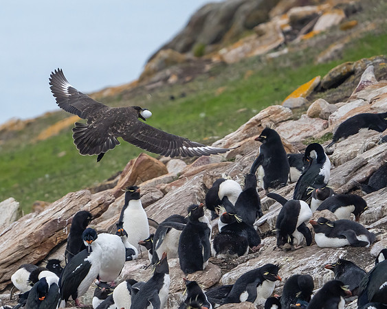 Thieving Skua