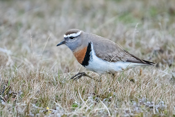 Rufous-chested Dotterell