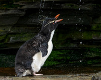 Rockhopper Penguin Shower