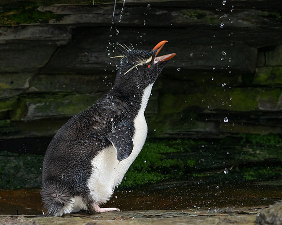 Rockhopper Penguin Shower