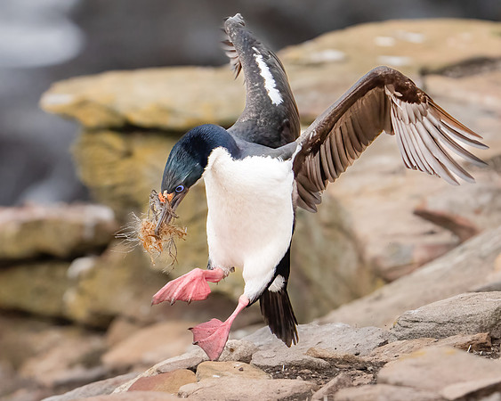 An Imperial Cormorant Arrives
