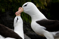 Black-browed Albatross Courtship