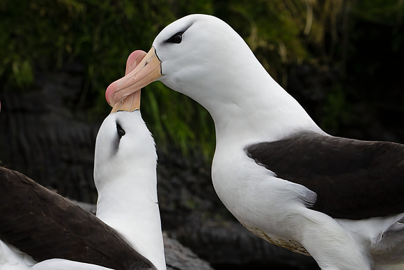 Black-browed Albatross Courtship