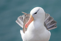 Portrait of a Black-browed Albatross