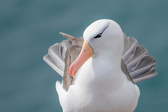 Portrait of a Black-browed Albatross