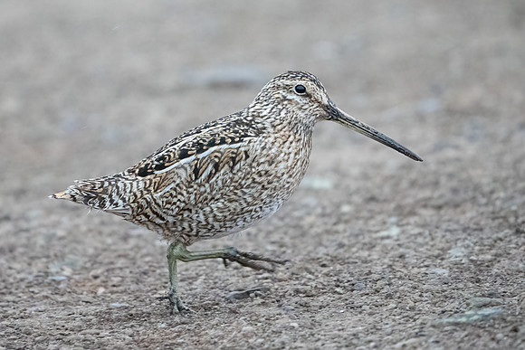 Magellanic Snipe