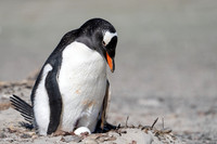 Gentoo Mama