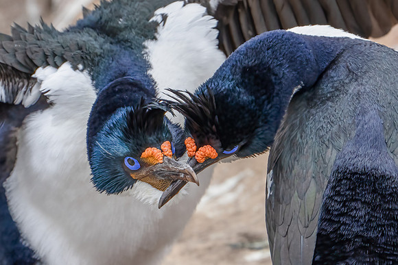 Imperial Cormorant Courtship