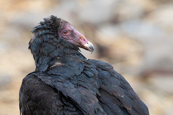 Portrait of a Turkey Vulture