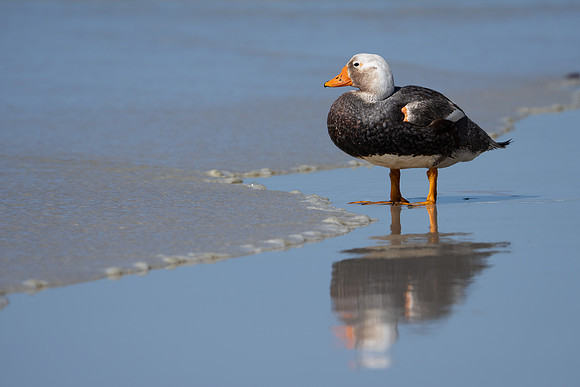 Flightless Steamer Duck