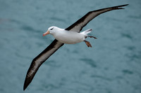 Black-browed Albatross