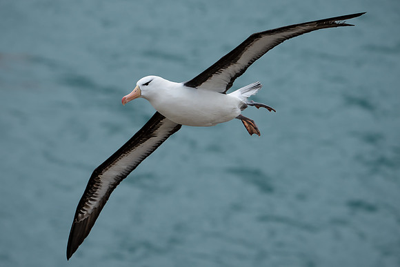 Black-browed Albatross