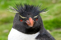 Portrait of a Rockhopper