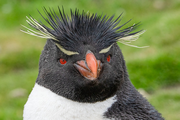 Portrait of a Rockhopper