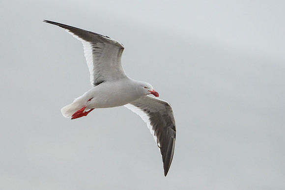 Dolphin Gull