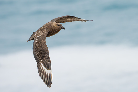 Skua in Flight