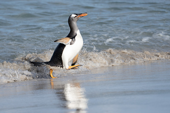 Happy Gentoo