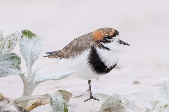 Two-banded Plover