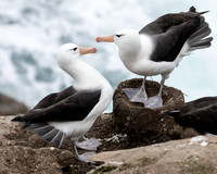 Albatross Courtship II